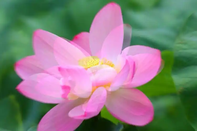 莲花因水有灵性,因佛有禅意.