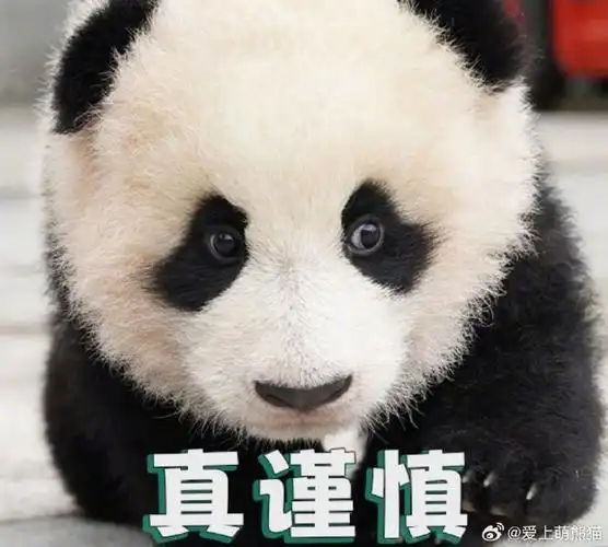 大熊猫情绪表情包,你喜欢哪一个?小可爱们真甜呐