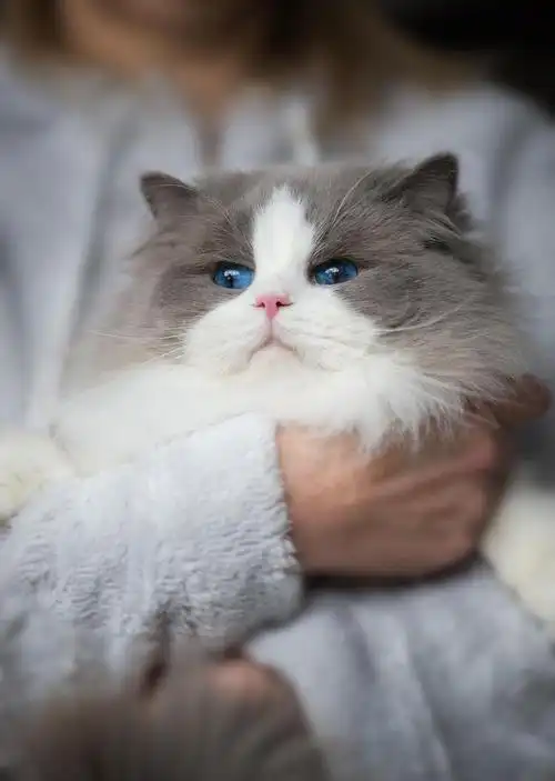 布偶猫介绍之颜色篇