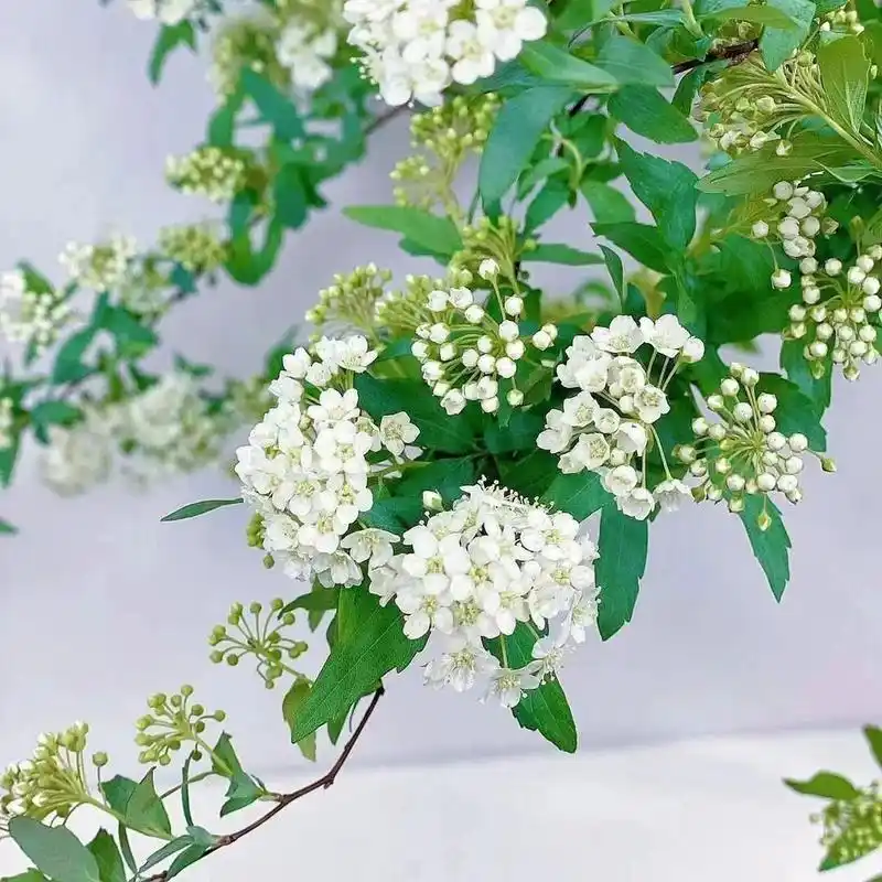 spiraea cantoniensis lour|麻叶绣线菊 别名:手球花,小手球,麻叶绣球