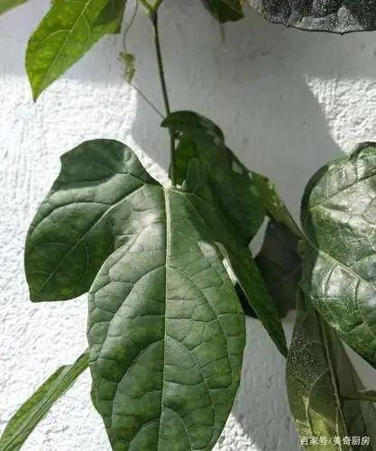 叶子掌状3裂,中间裂片最大,倒卵形.