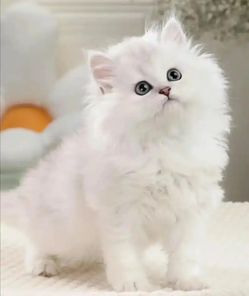 家养纯种金吉拉幼猫二个月大 - 抖音