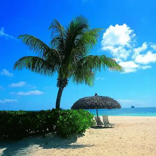 蓝天白云椰树沙滩头像
