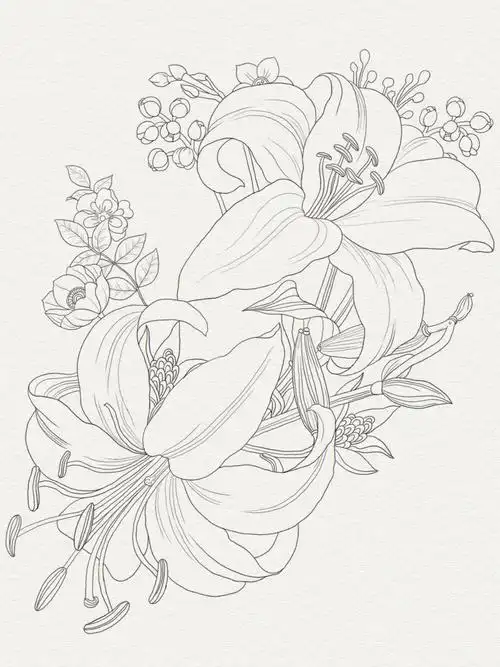 新手初学手绘插画线稿日常练习步骤百合