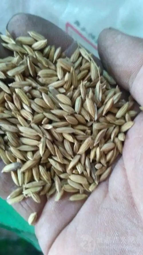 五常稻花香2号稻种子稻籽稻种子非转基因种子稻花香二号稻籽稻种