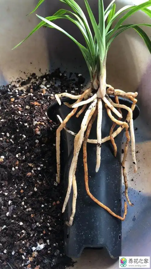 怎样养好兰花的根