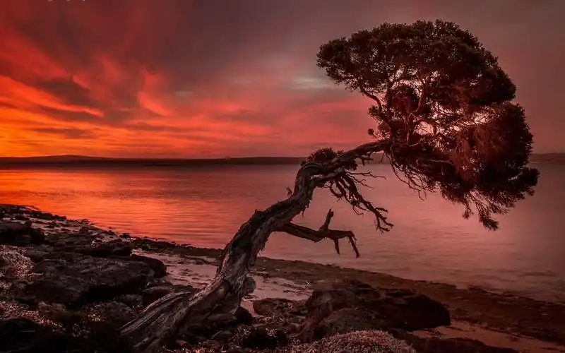 日落,孤独的树,海 640x960 iphone 4/4s 壁纸,图片,背景,照片