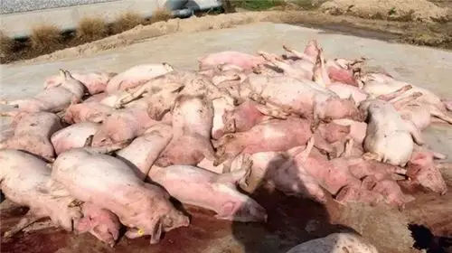 非洲猪瘟在泥土中的存活时间