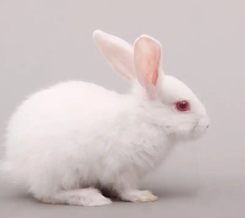 红眼兔的小故事