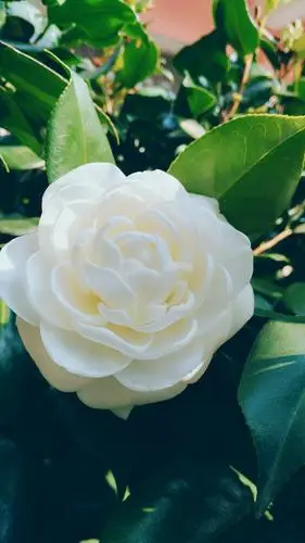 洁白色的山茶花