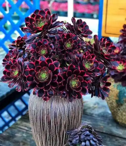 法师老桩绿植玫瑰花铜壶园红黑植物多肉腹轮新三仙多肉植物