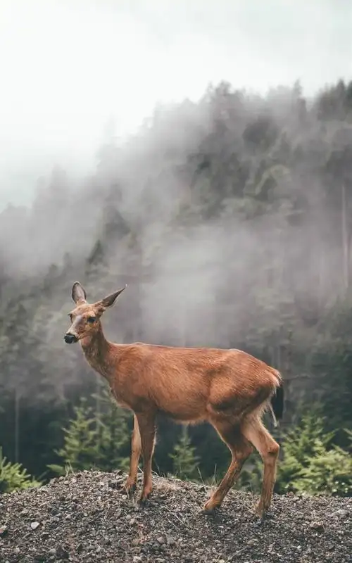 唯美小鹿,高清图片,手机锁屏桌面-壁纸族