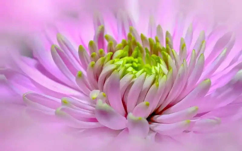 浪漫花瓣少女心粉色花朵唯美壁纸图片浪漫花瓣少女心粉色花朵唯美