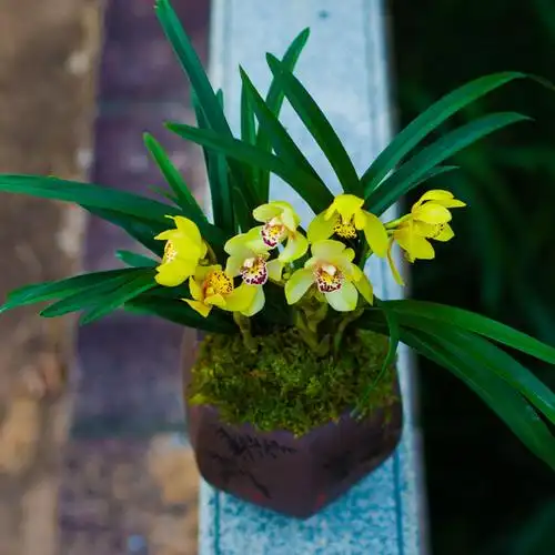 兰花皇妃浓香带花苞兰草花卉盆栽植物名贵兰花苗惠兰兰科建兰稀有