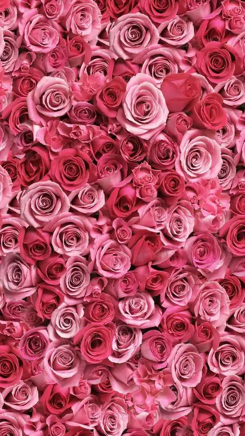 粉色玫瑰花唯美h5背景