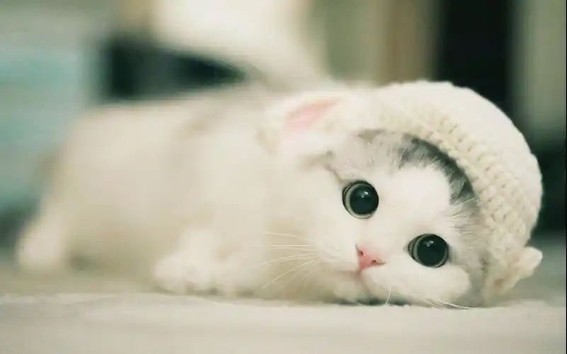 各种猫咪喵咪卖萌集合让你忍不住亲屏幕软软的喵一声心都化了喵喵喵