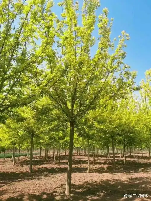 金叶复叶槭的特点