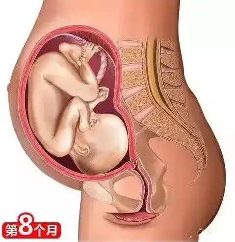 母亲怀胎十月的孕育过程图解(胎宝是如何孕育的?