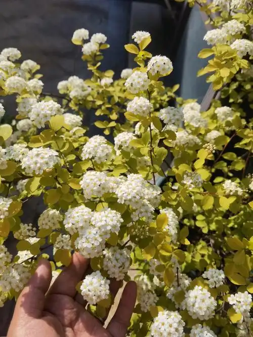 黄金绣线菊和棱叶绣线菊的美