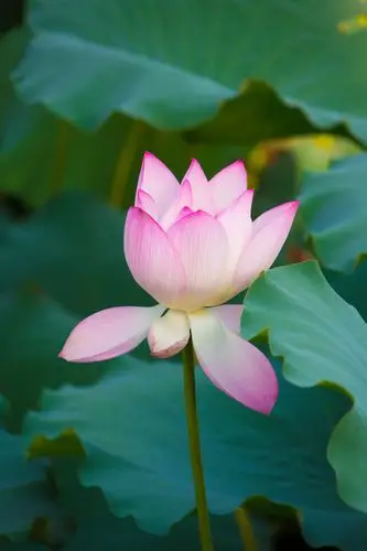 深圳的荷花也挺漂亮的