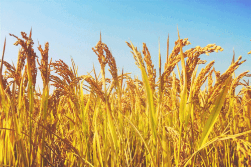 放眼望去,这不就是男神李健笔下"远处蔚蓝天空下涌动着金色的麦浪"吗?