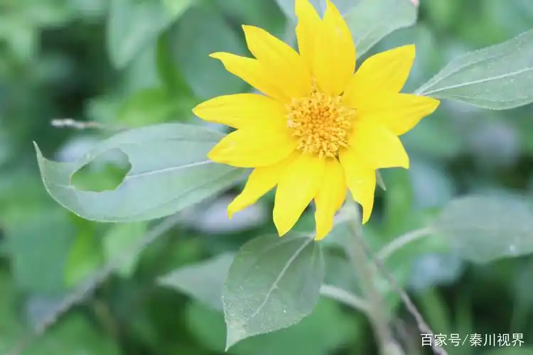 路边的野葵花,一直都很美丽