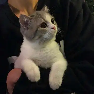 男头:猫和你 我都想养_男生头像_我要个性网