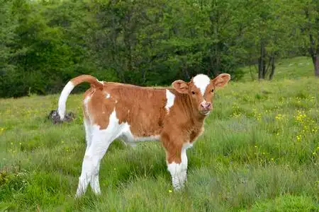 美丽小牛犊在绿草照片