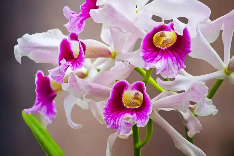 3 . 大花蕙兰世界著名的"兰花新星".