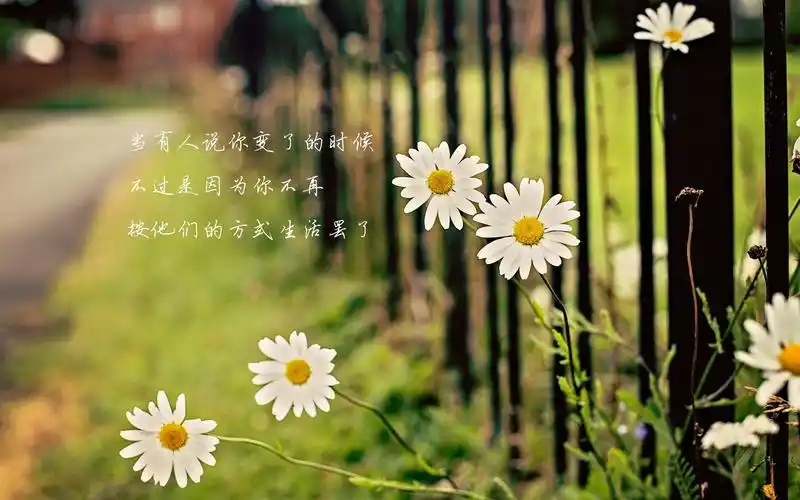 心灵语录文字设计清新桌面壁纸