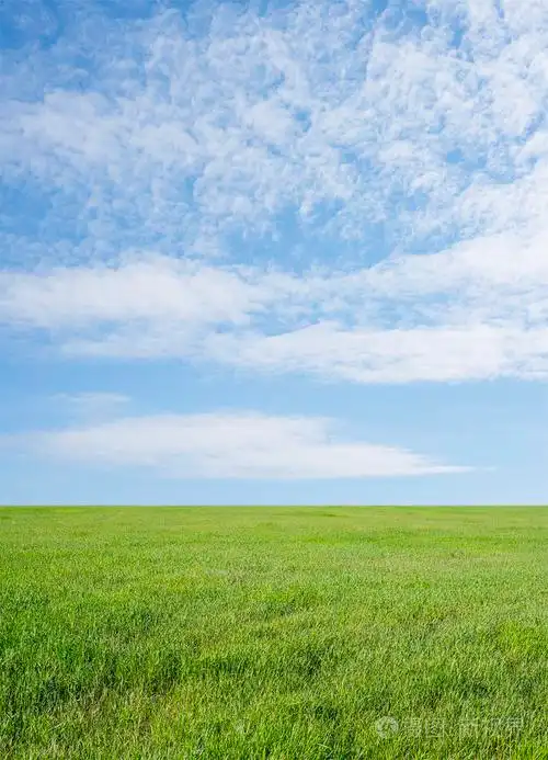 草地上的草和蓝天