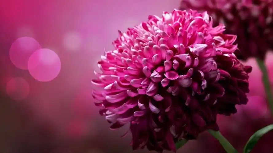 精选唯美小花图片高清壁纸