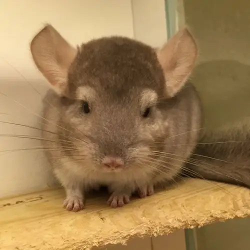 龙猫仔乐园进口龙猫各色全