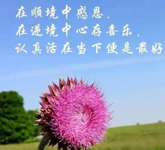 活在当下就是生命的盛开 文/周延锋现代诗歌美文美图