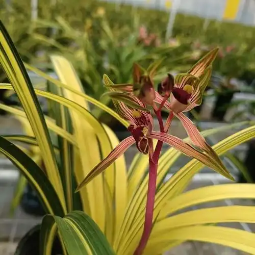 兰花名贵墨兰品兰阳之松中透艺博会金奖高端时令草本花卉