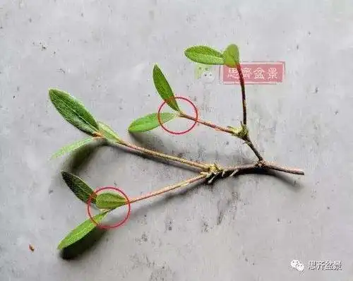 图解 日本皋月杜鹃怎么修剪养护的方法 - penjing8|盆景吧