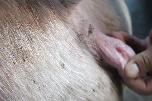 妊娠母猪日常操作的四步法(上)