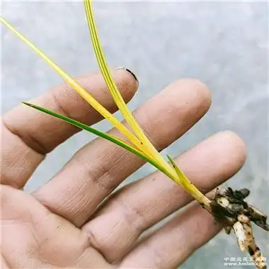 蕙兰朱金黄小艺草