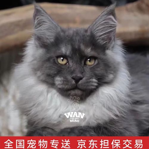 涴喵 缅因猫幼猫活体巨型库恩猫宠物猫咪活体银虎棕虎黑白烟熏色缅因
