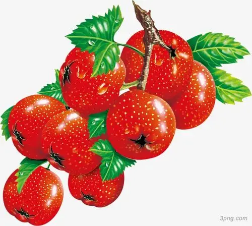 手绘红色山楂png素材透明免抠图片-动植人物
