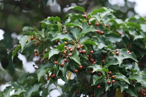 浙江狮景会日本考察团--岛国习见园林植物篇