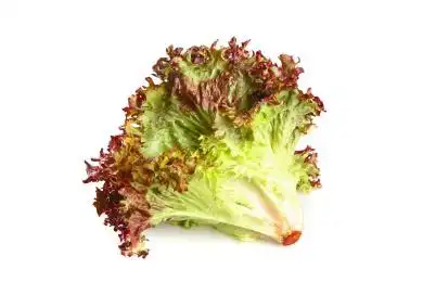 白底上的罗莎红生菜