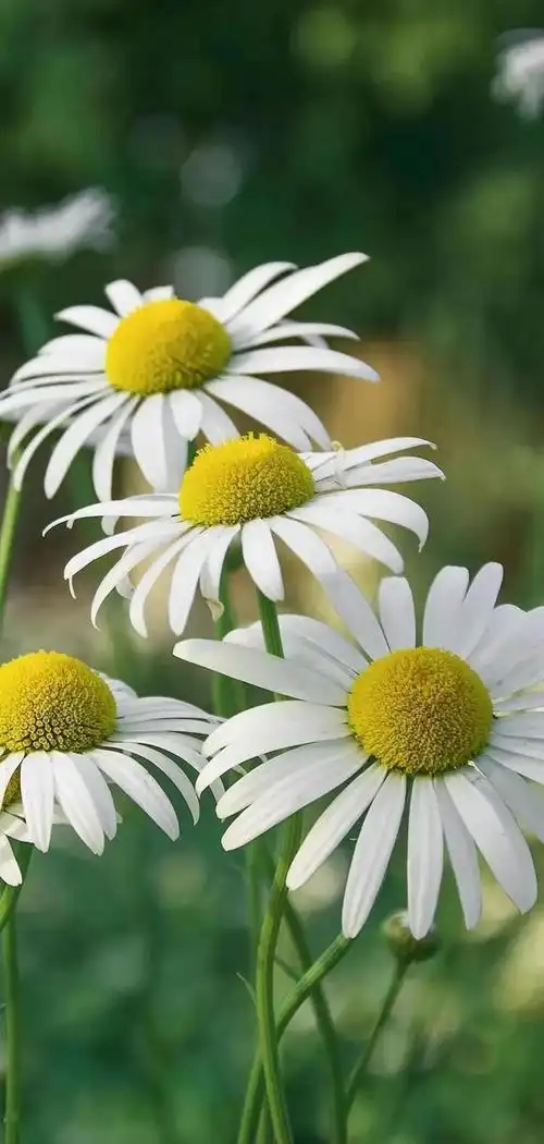 盛开的小雏菊清新又淡雅