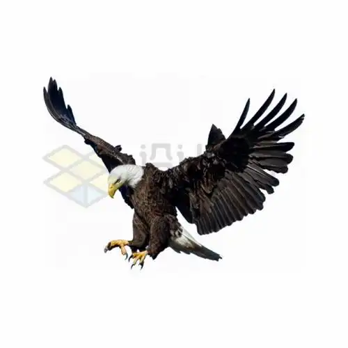 准备抓取猎物的白头海雕雄鹰展翅png图片素材