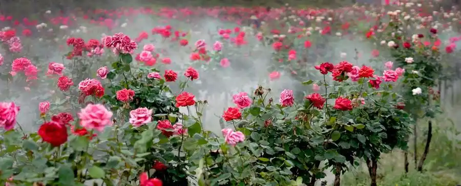重庆市沙坪坝区玫瑰花海