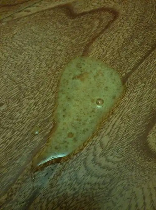 我家猫8个月大,今天吐了,第一次是没消化完的食物,后来三次都是粘稠状