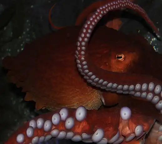 北太平洋巨型章鱼