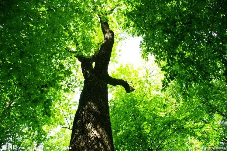 大树绿叶摄影图__树木树叶_生物世界_摄影图库_昵图网nipic.com