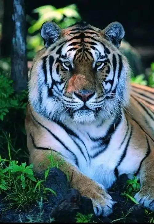 虎图片大全大图霸气(虎图片大全大图霸气 凶猛)-江湖救急网