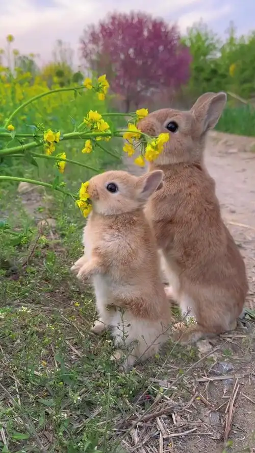可爱的小兔子来了